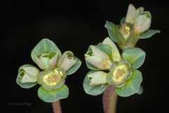 Euphorbia helioscopia